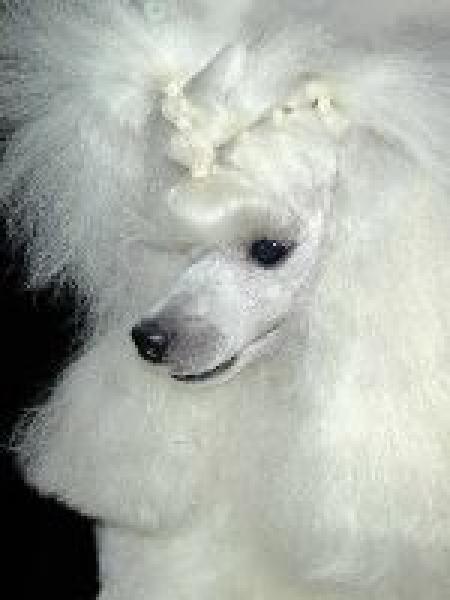 Caniche.  Ch. Kasper Iz Cherno Belogo Kino.