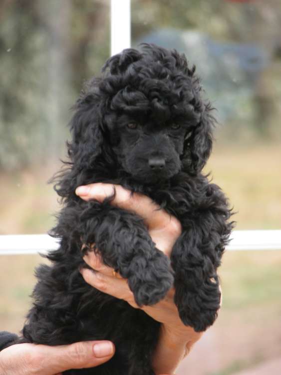 Caniche. Camada 3N. La Cadiera Negra Flor con 6 semanas.