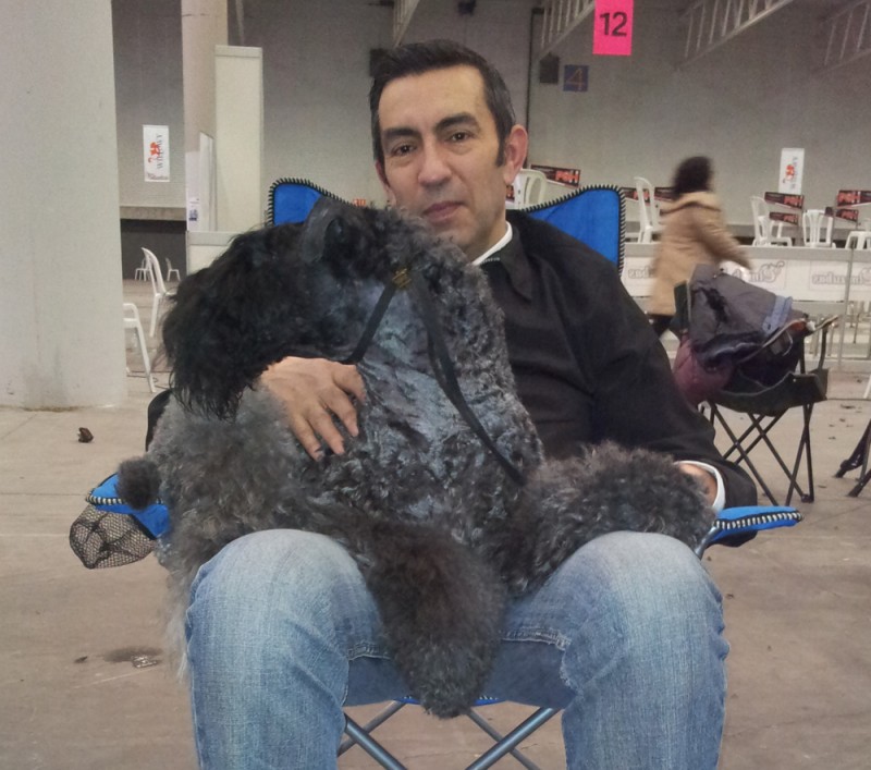 Kerry Blue Terrier. Corben Dallas de La Cadiera. Kerry Blue Terrier. Corben Dallas de La Cadiera.