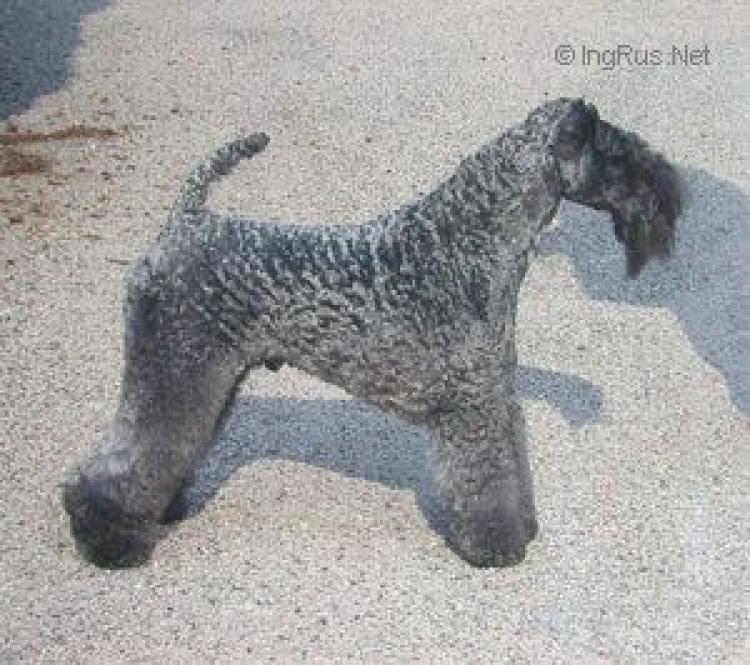 Kerry Blue Terrier. Ch. Kamaghan Mr Bombastic.