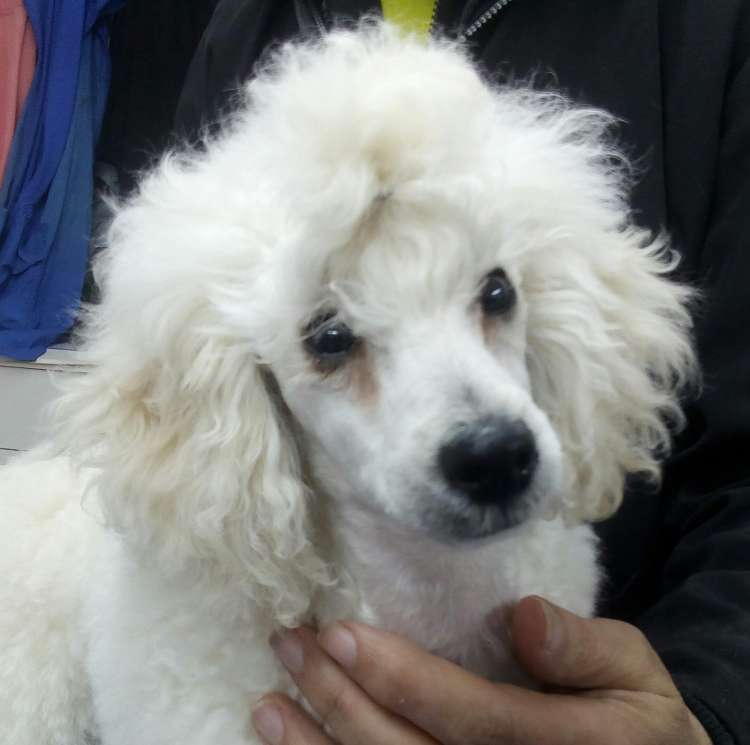 Camada 3J Caniche Enano. La Cadiera Jon Nieve con 4 meses.