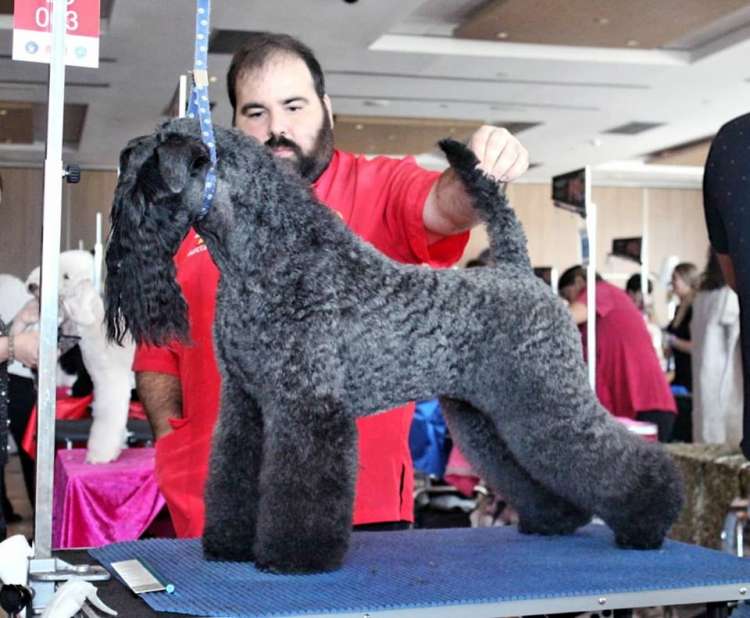 Kerry Blue Terrier. Multi Ch. Bluemont Analivia Purabella de La Cadiera.