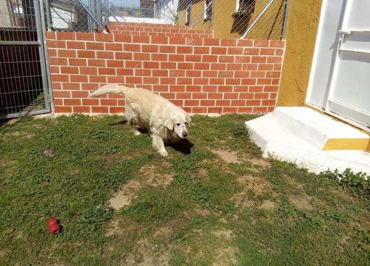 Aston jugando en Hotel Canino La Cadiera