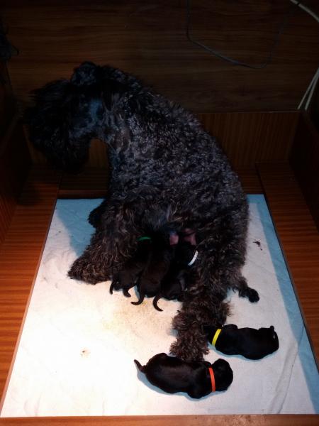 Kerry Blue Terrier. Camada 3I con 3 días.