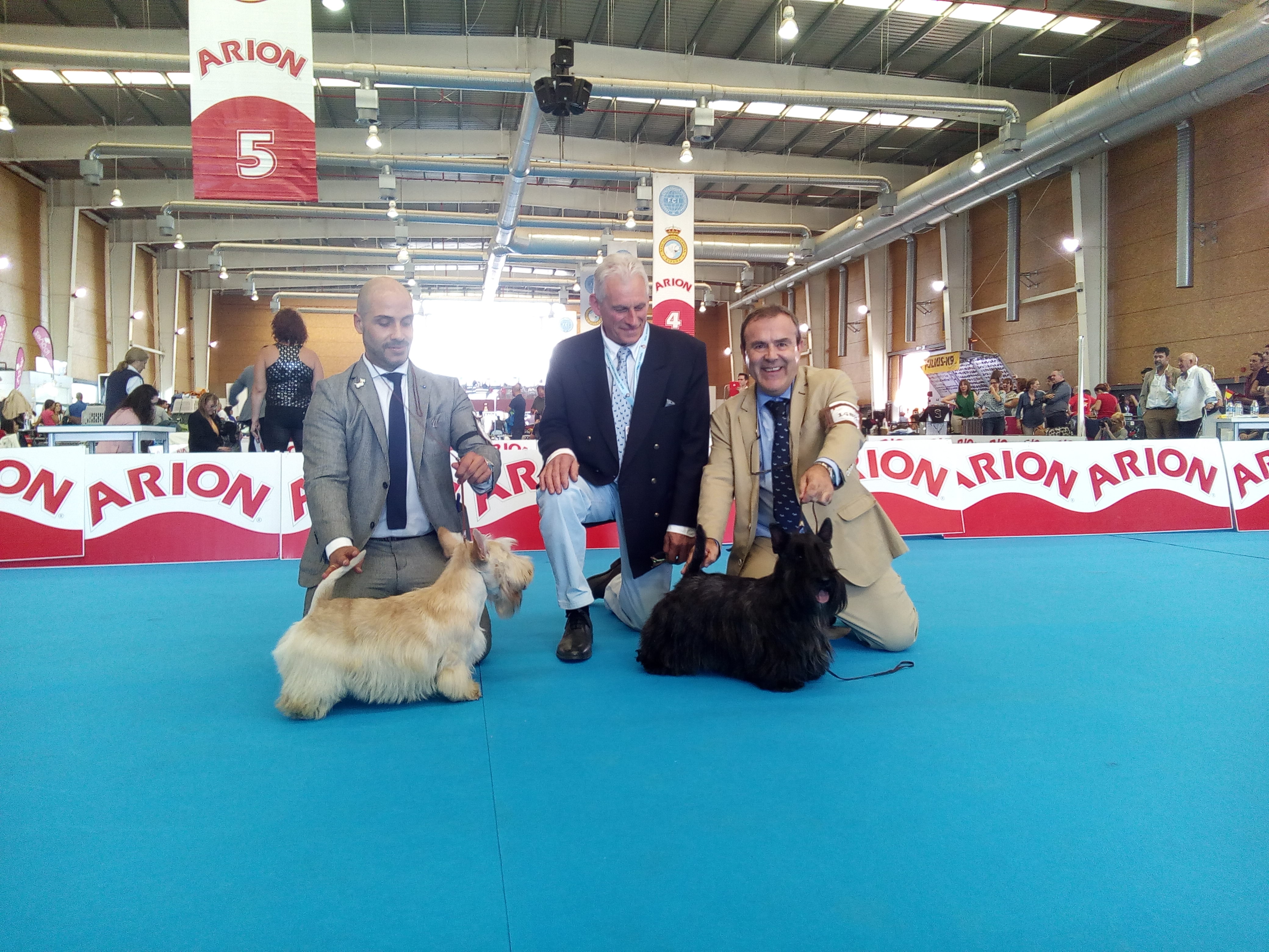 Scottish Terrier. Exc. 1º CAC CACIB BOB BOG 3º. Scottish Terrier. Exc. 1º CAC CACIB BOB BOG 3º.