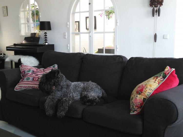 Kerry Blue Terrier. La Cadiera Gloria Bendita