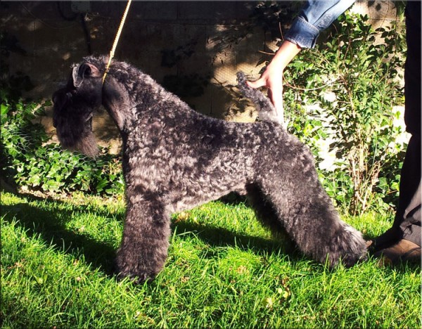 Kerry Blue Terrier. Ch. Namor de La Cadiera. 