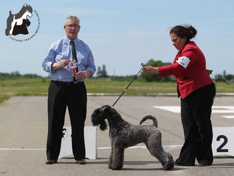 Kerry Blue Terrier.  Ch. La Cadiera Fenomeno Azul.