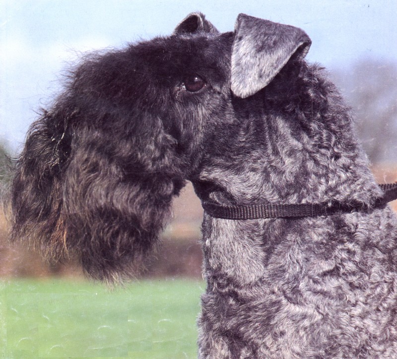 Kerry Blue Terrier.  Ch. Master Rathlin Van Daelenbroek. Kerry Blue Terrier.  Ch. Master Rathlin Van Daelenbroek.