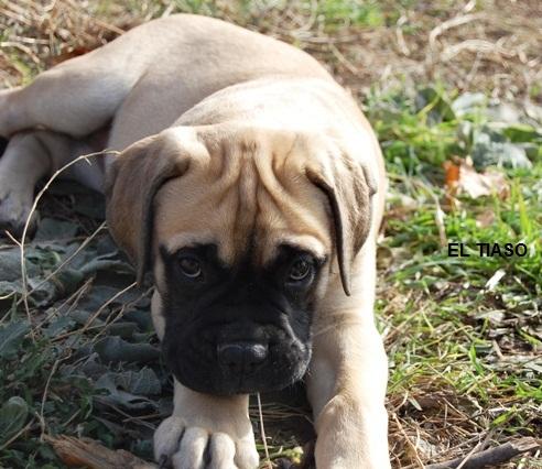 Bullmastiff. Tuffnell Lady Hawk.