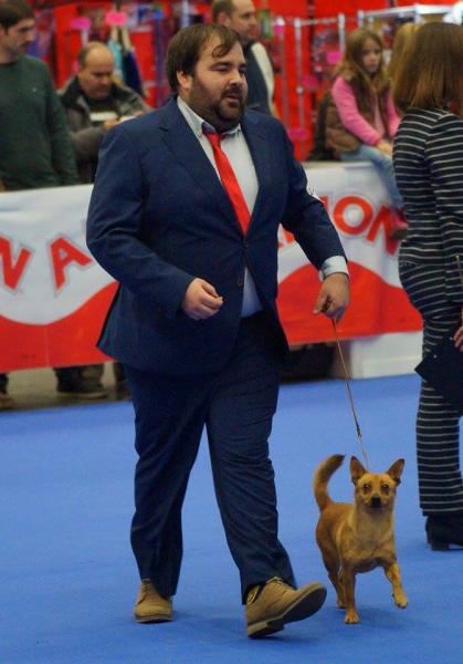 Podenco Portugués.  Ch. Kalixta Biankitos de Vale do Cruz.