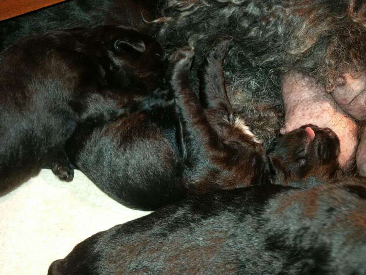 Kerry Blue Terrier. Camada 3K. Con 21 días.