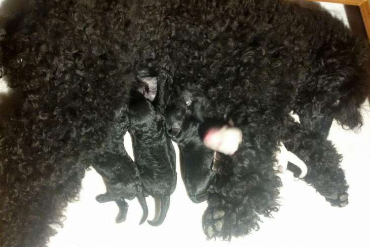 Camada 3N recien nacida.