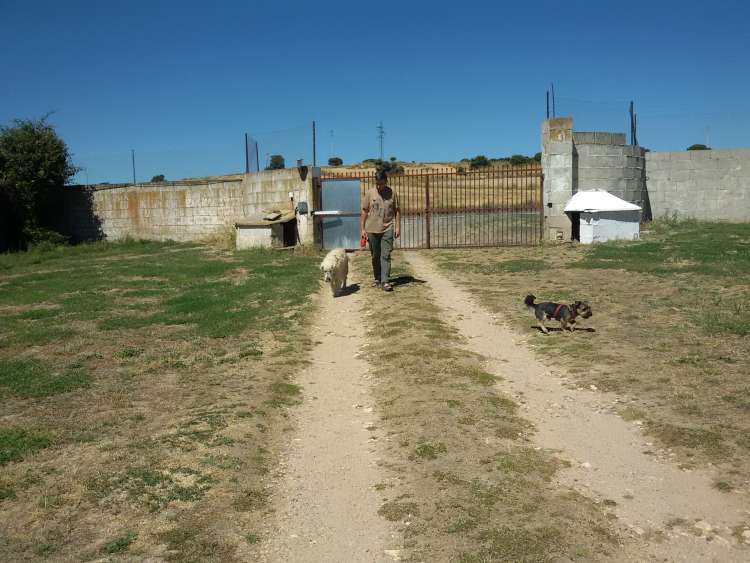 Miguel paseando a Aston y a Tobby.