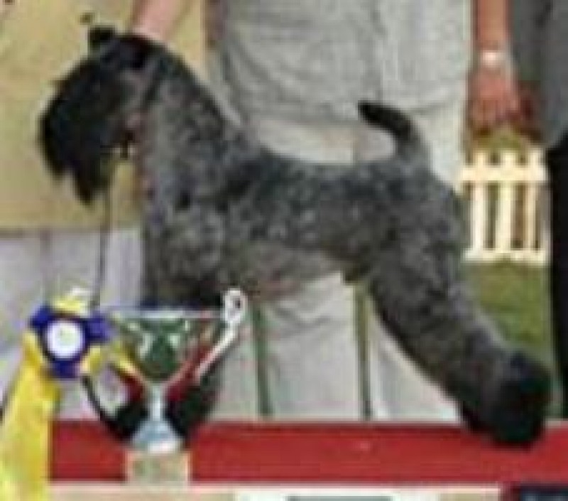 Kerry Blue Terrier. Multi Ch. Dinnyesvarosi Bad Boy