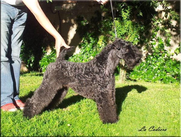 Kerry Blue Terrier. Ch. Hada Madrina de La Cadiera.  Kerry Blue Terrier. Ch. Hada Madrina de La Cadiera.