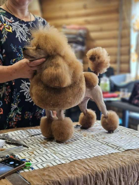 Caniche. Ch. Semerline On Fire.