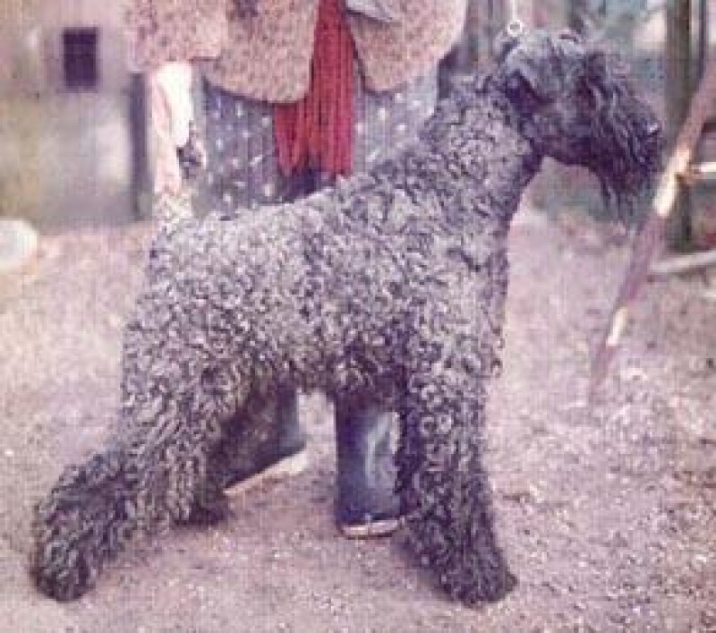 Kerry Blue Terrier. Louisburgh Oilean Cliara