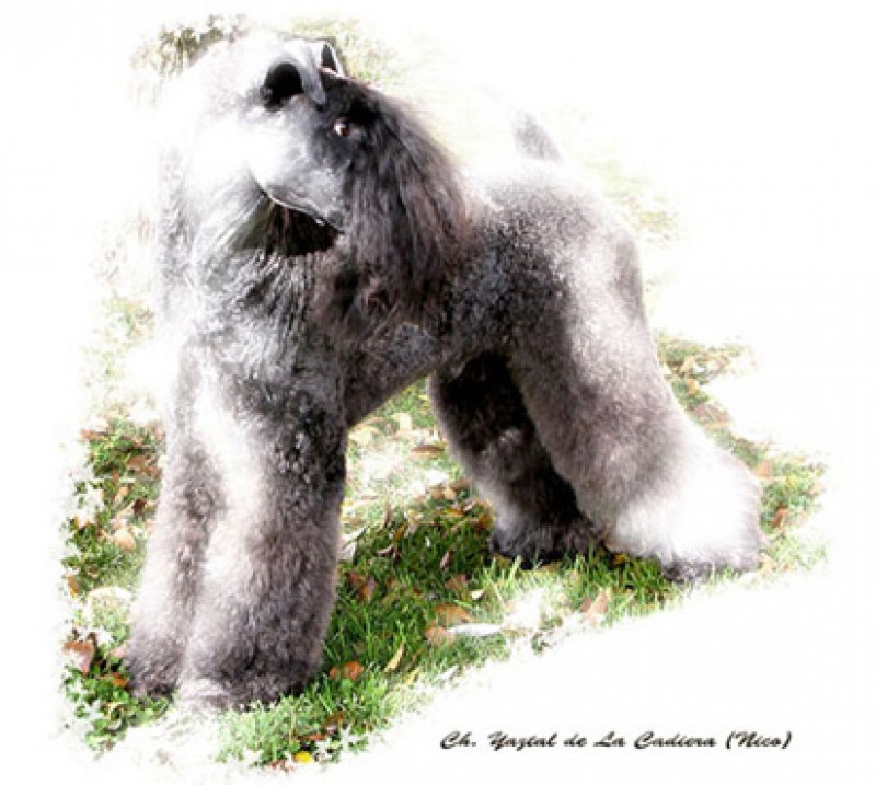 Kerry Blue Terrier. Ch. Yaztal de La Cadiera
