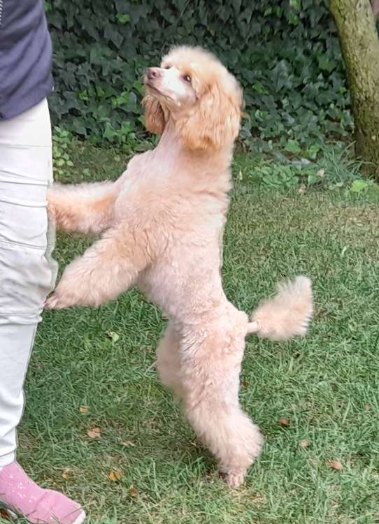 Caniche. La Cadiera Baronesa Von Blixen.