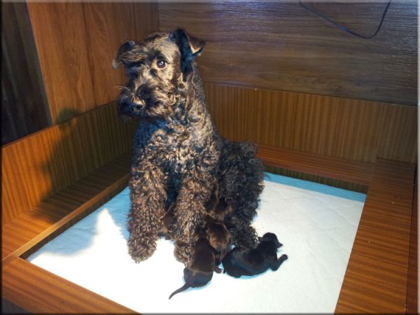 Kerry Blue Terrier. Camada 3E. 