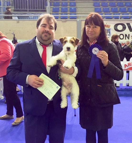 Jack Russell Terrier.