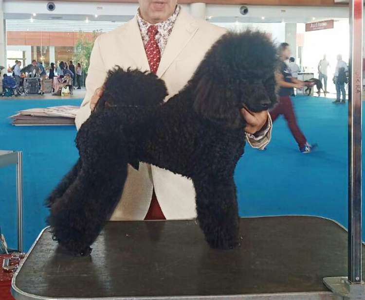 Caniche. Black Dominanta Grand Prix. Exc. 1º   CCJ   Mejor de Raza Joven.