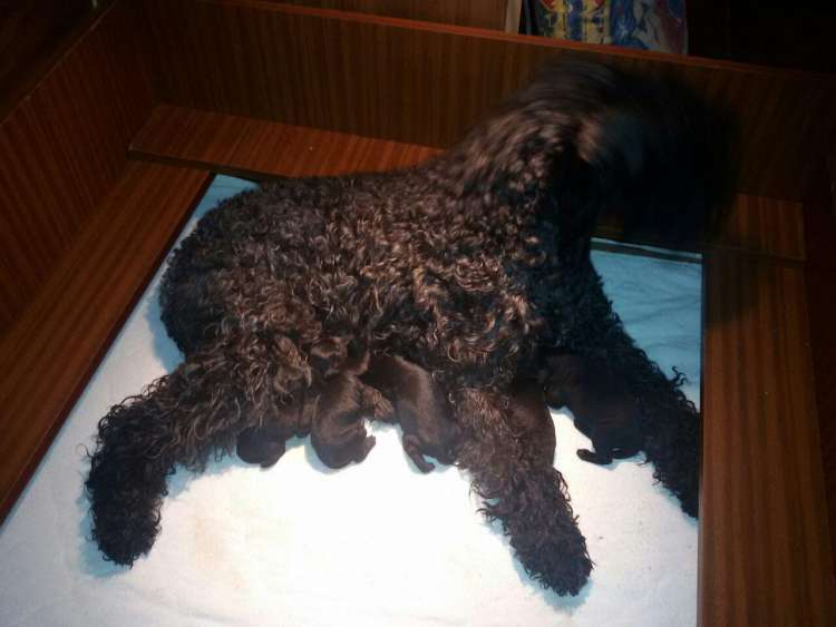 Camada 3K. Recién nacidos.