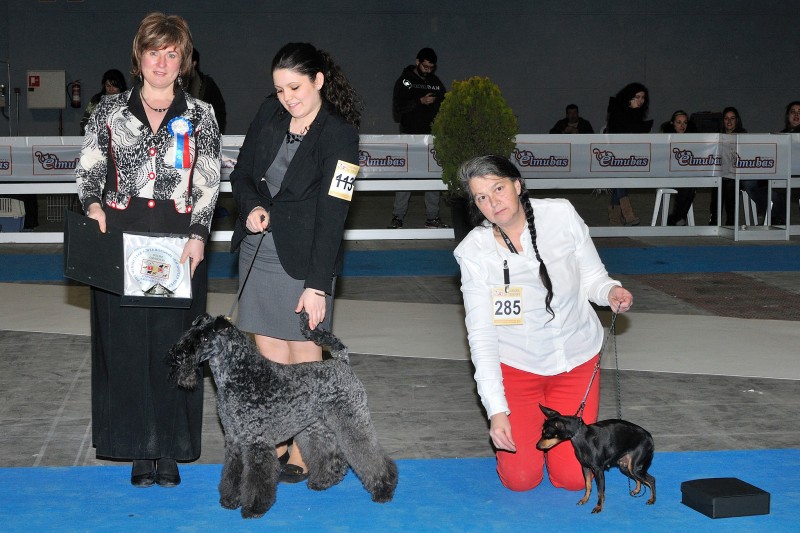 Kerry Blue Terrier. Ch. Quinta Esencia de La Cadiera.