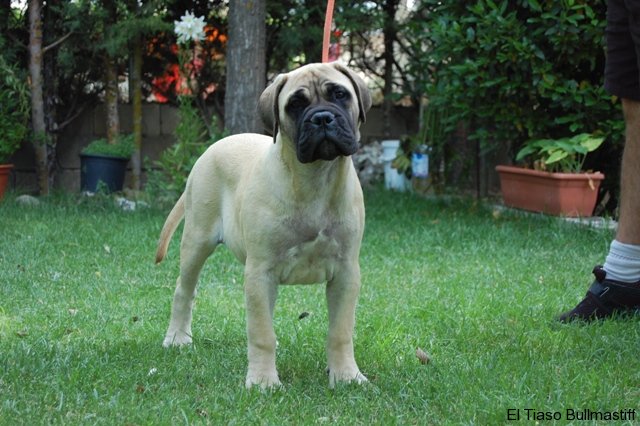 Bullmastiff. Bona Dea De El Tiaso. Bullmastiff. Bona Dea De El Tiaso.