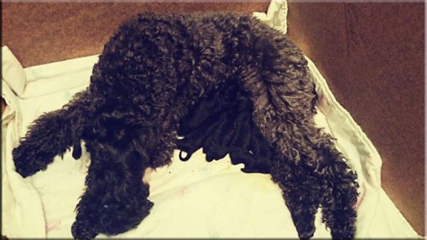 Kerry Blue Terrier. Camada 3F. 