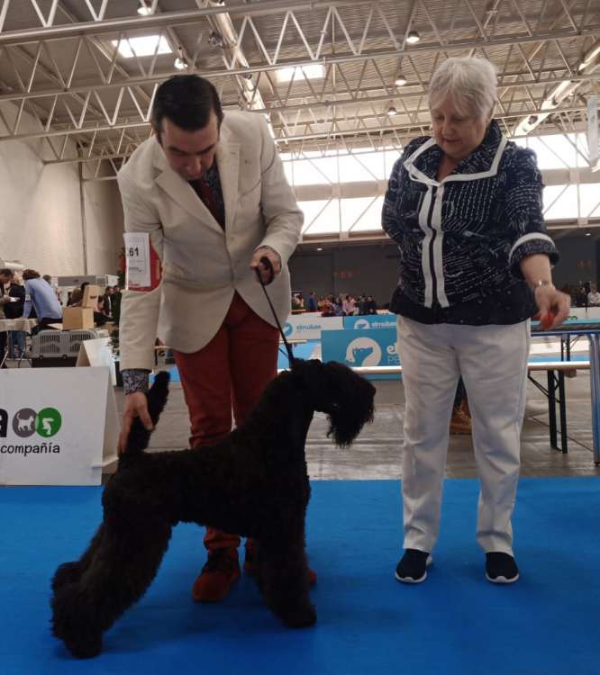 Kerry Blue Terrier. La Cadiera Made In Heaven. Exc. 1º CAC BOB.