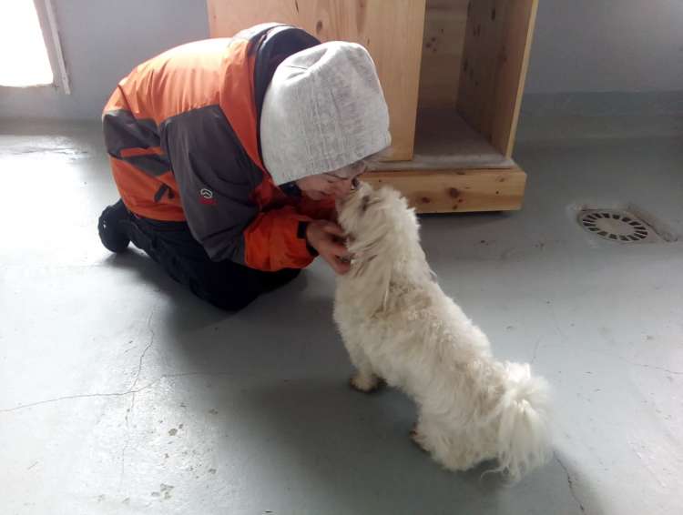 Urko  el simpatico bichon Urko  el simpatico bichon