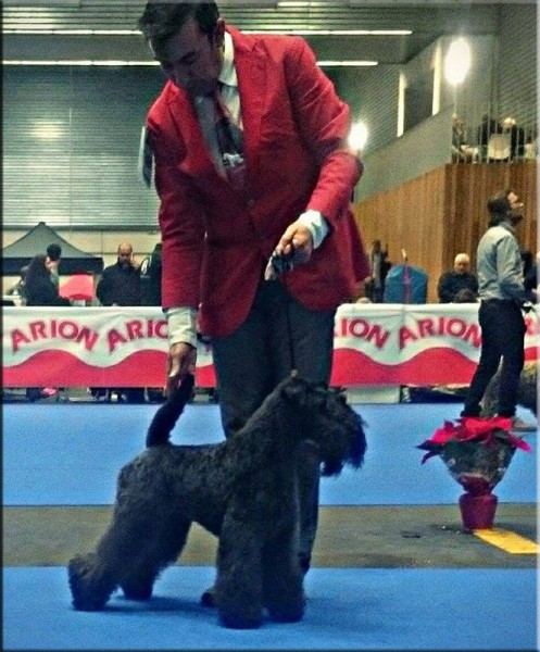 Kerry Blue Terrier. Ch. La Cadiera Estela Plateada.