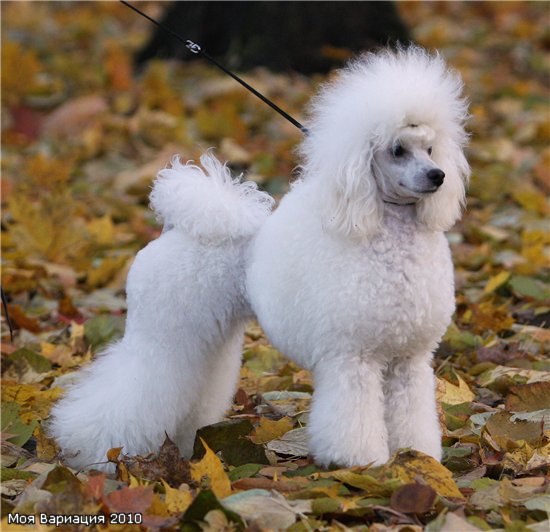 Caniche. Moja Variatsija Koroleva Shanteklera.