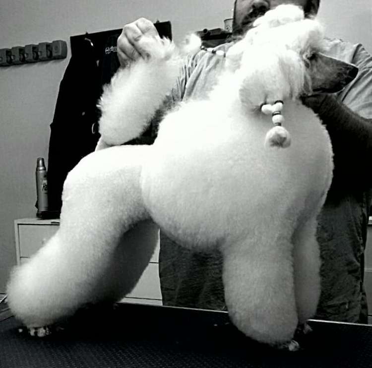 Caniche. Camada 3J Caniche Enano. Moja Variatsija Uvertura.