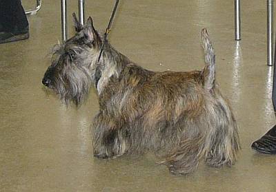 Scottish Terrier. Jerrymor Claudio.