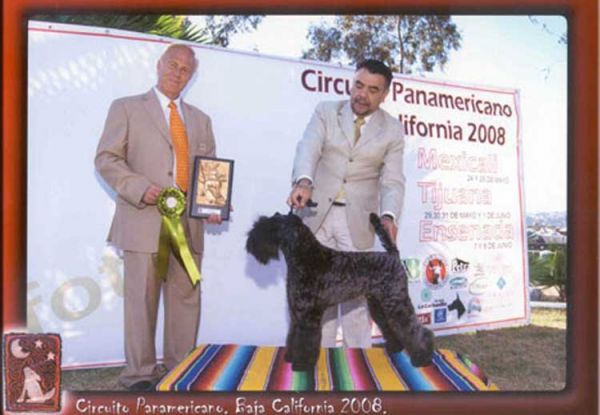 Kerry Blue Terrier. Ch. El Padrino de La Cadiera at Bluemont. 