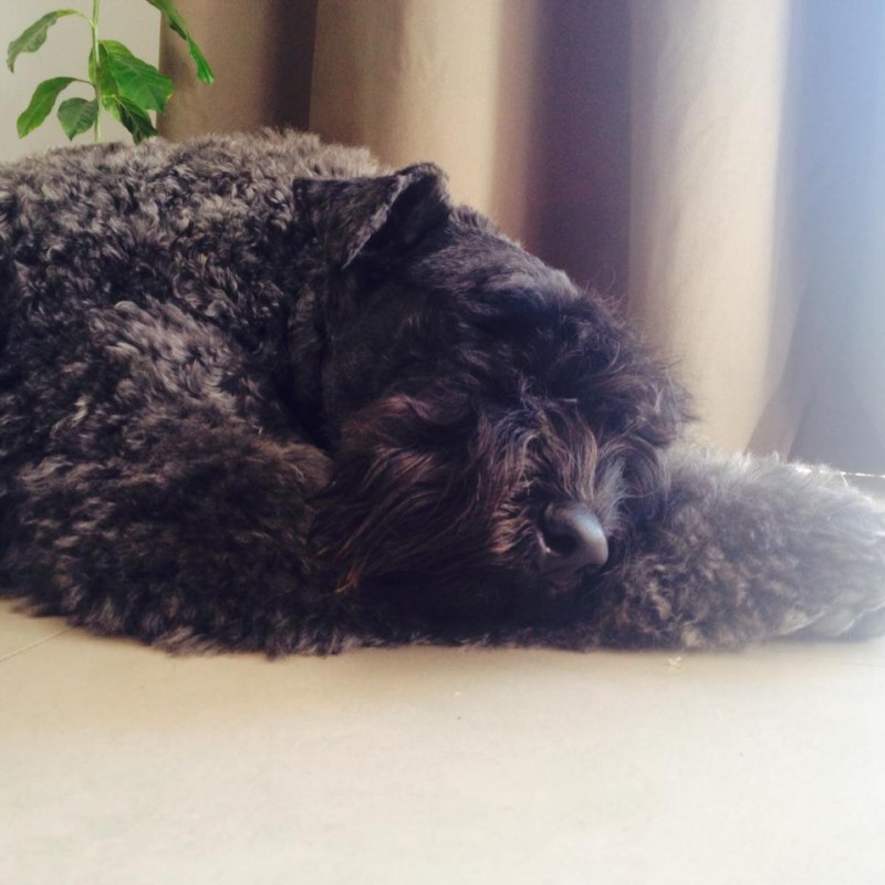 Kerry Blue Terrier. Zenit de La Cadiera descansando