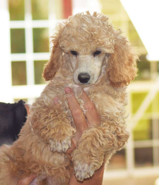 Caniche. Camada 3O. La Cadiera Oh Sole Mio. 2 meses.