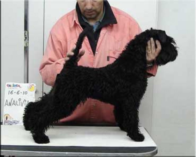 Kerry Blue Terrier. Ch. Bluemont Analivia Purabella at La Cadiera. Kerry Blue Terrier. Ch. Bluemont Analivia Purabella at La Cadiera.