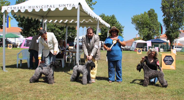 Kerry Blue Terrier.  Ch. La Cadiera Geisha y Jr.Ch. La Cadiera Felicity.