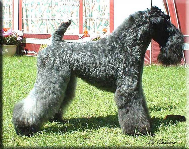 Kerry Blue Terrier.