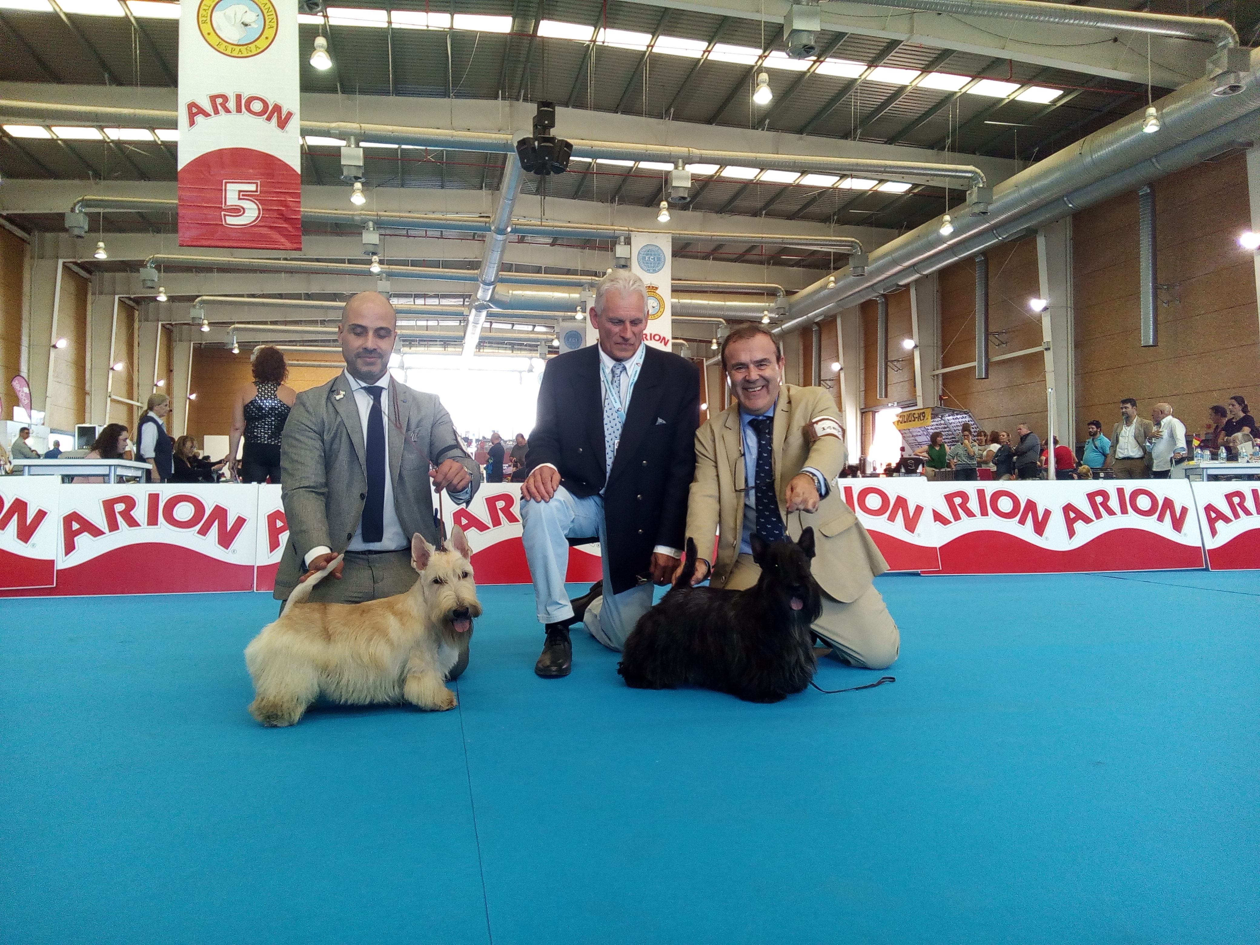 Scottish Terrier.  Ch. MR. FRANKLIN DE TREYSAS.