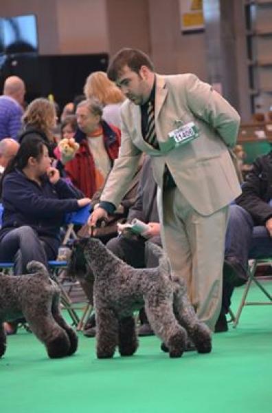 Kerry Blue Terrier.  Ch. Viña Urdina de La Cadiera.