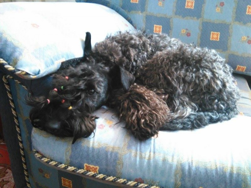 Kerry Blue Terrier. La Cadiera Felicity.