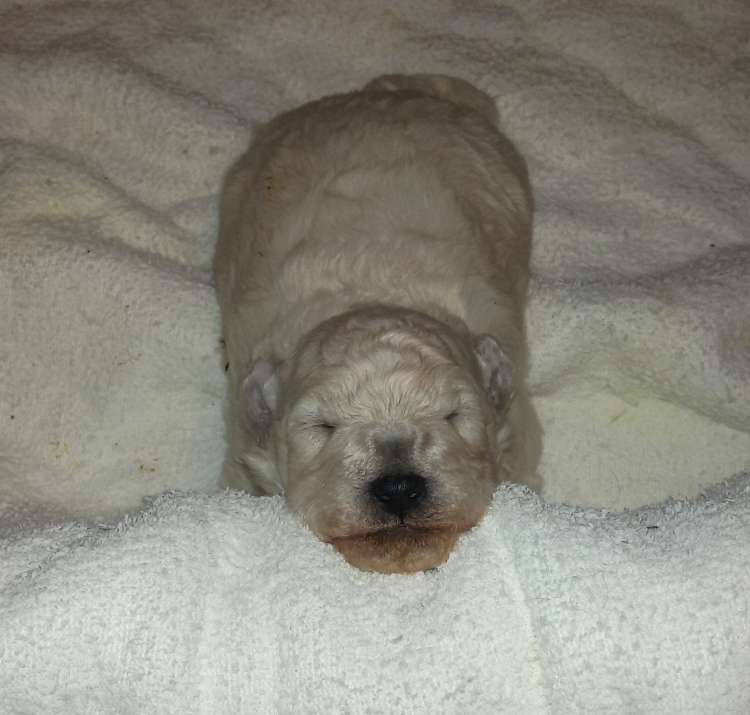 Camada 3J Caniche Enano. La Cadiera Jon Nieve con 15 días.