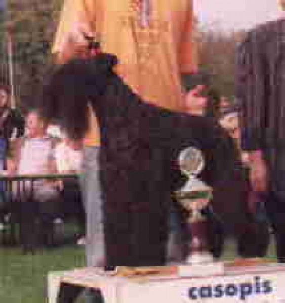 Kerry Blue Terrier.  Ch. Nico Penny´s .