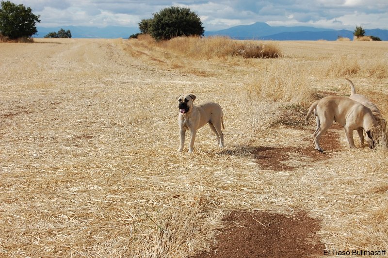 Bullmastiff. Artemisa De El Tiaso.