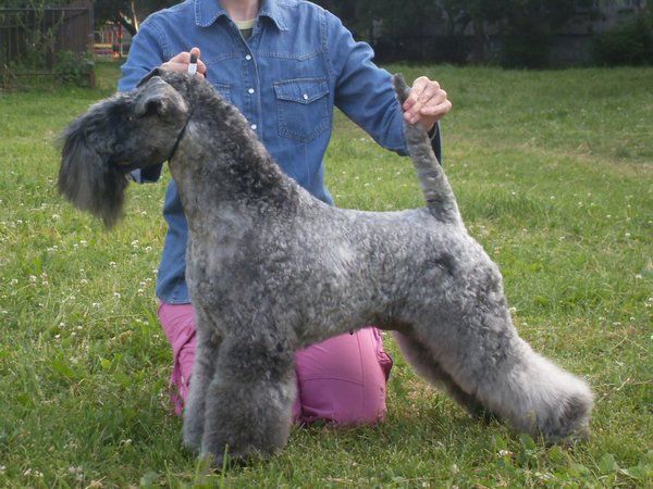 Kerry Blue Terrier. Ekstrim Show Velidiy Gsudar Lubvi .  Kerry Blue Terrier. Ekstrim Show Velidiy Gsudar Lubvi .